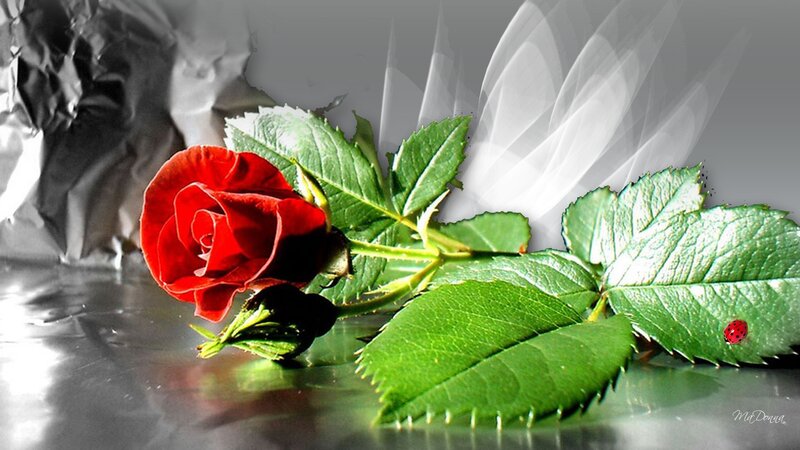 Red Rose with Ladybug — Dramatic
