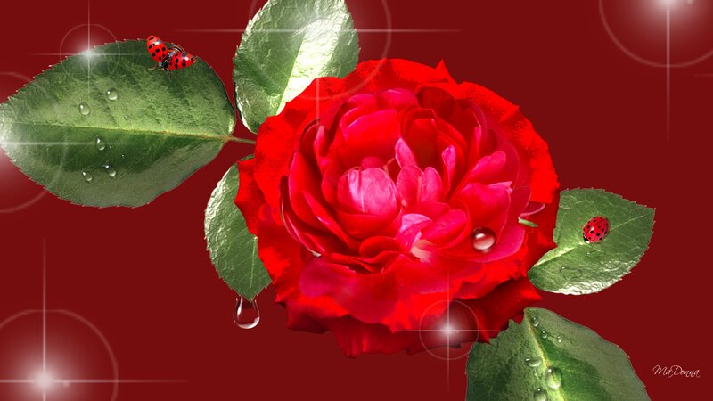 Red Rose with Ladybugs