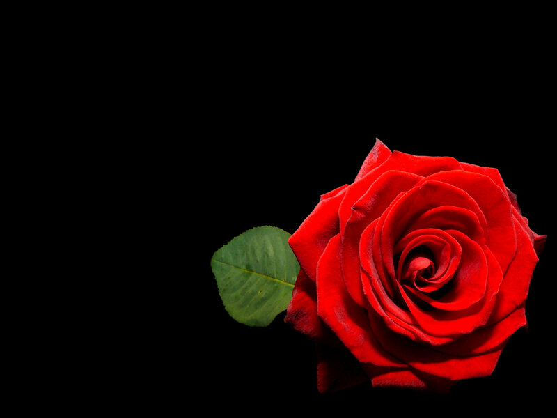 Red Rose with Leaf