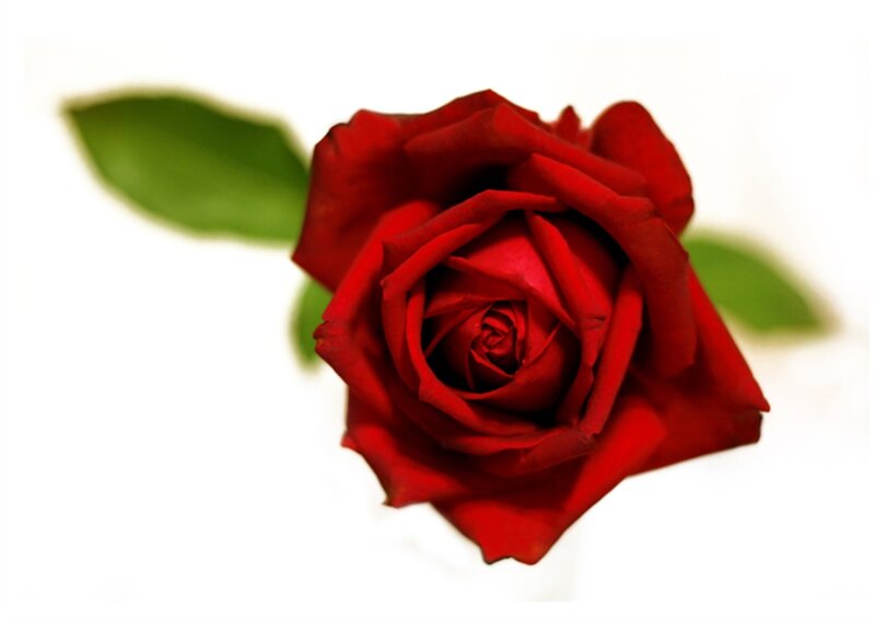 Red Rose with Leaves — Calm, Photograph, Leaf