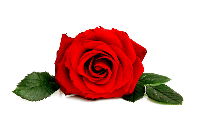 Red Rose with Leaves — Calm, Photograph