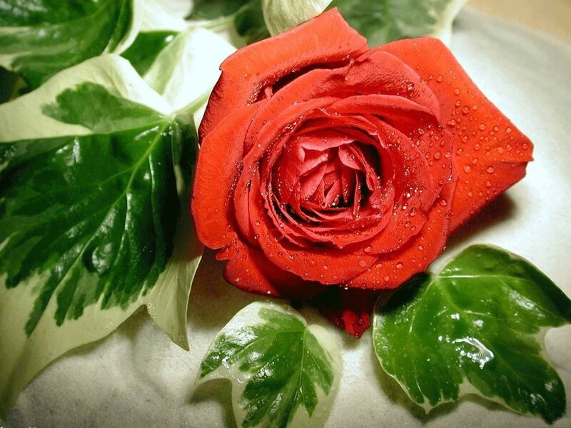 Red Rose with Leaves — Calm