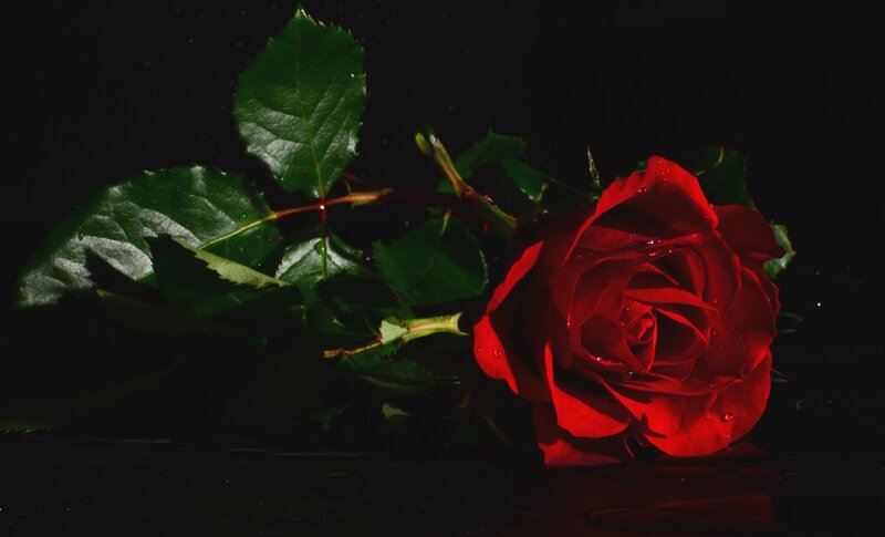 Red Rose with Leaves — Dramatic, Night, Photograph