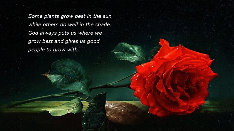 Red Rose with Leaves — Dramatic, Night