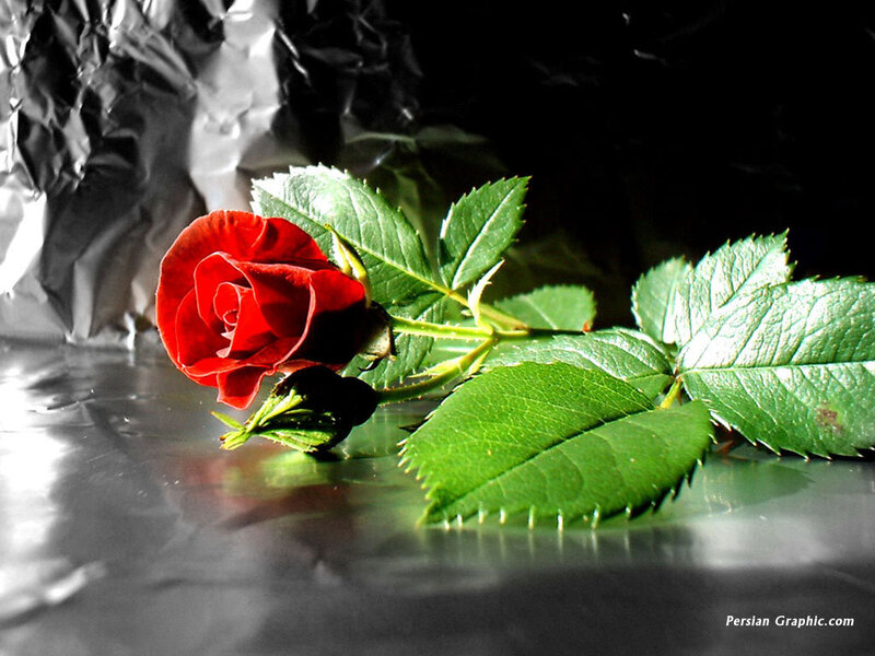 Red Rose with Leaves — Dramatic, Photograph, Stem, Foil, Green, Black
