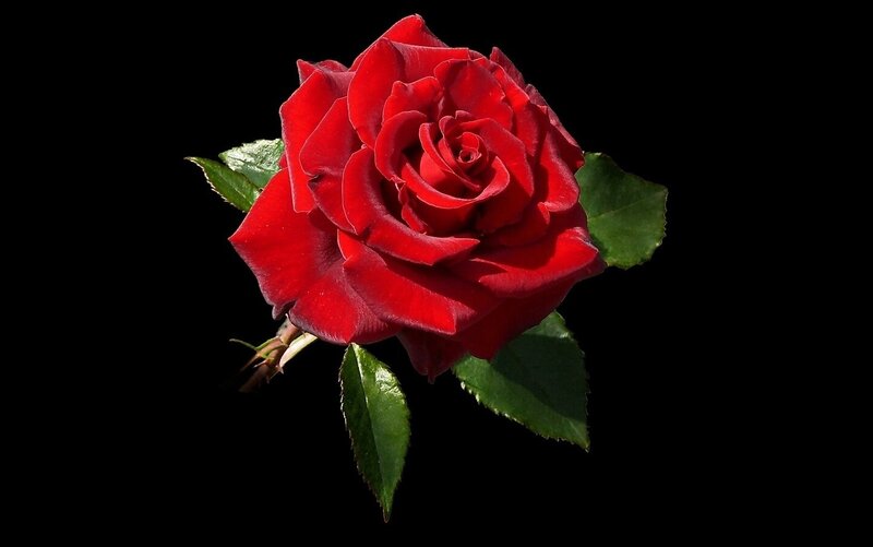 Red Rose with Leaves — Dramatic, Photograph, Stem