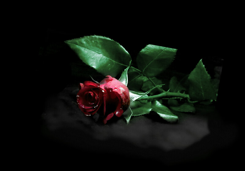 Red Rose with Leaves — Dramatic, Photograph