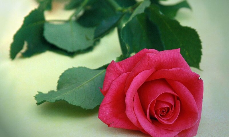 Red Rose with Leaves — Pink, Calm