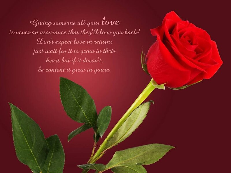 Red Rose with Leaves — Reflective