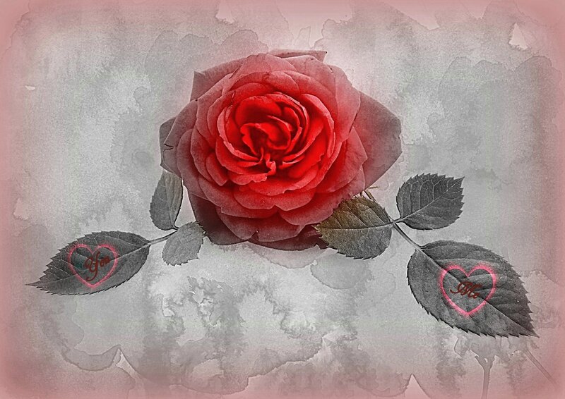 Red Rose with Leaves — Romantic