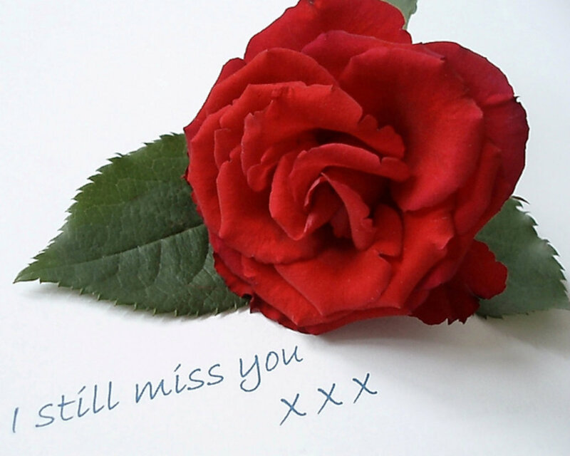 Red Rose with Leaves — Sentimental