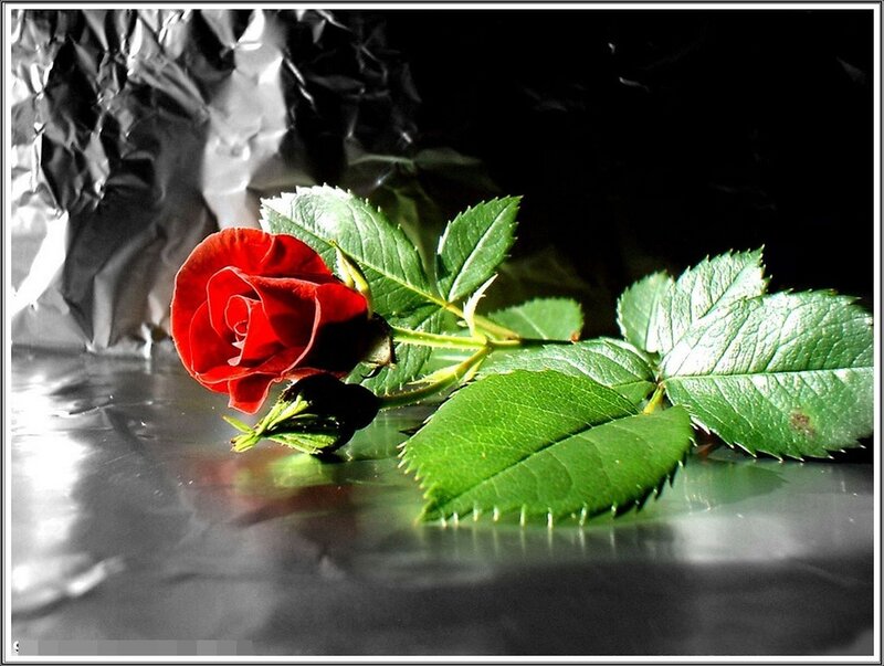Red Rose with Leaves