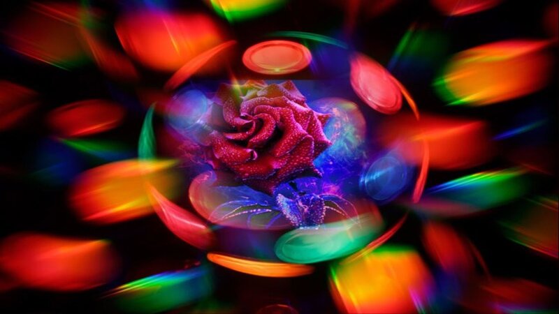 Red Rose with Light Effects — Vibrant