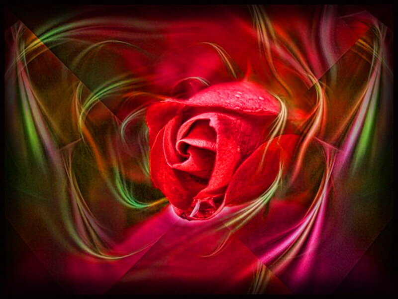 Red Rose with Light Trails — Dramatic