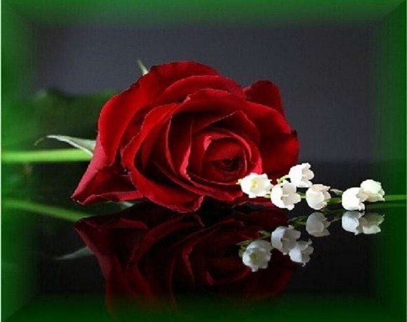 Red rose with lily of the valley