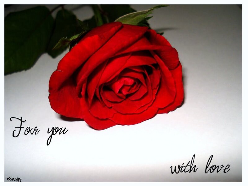 Red rose with love message