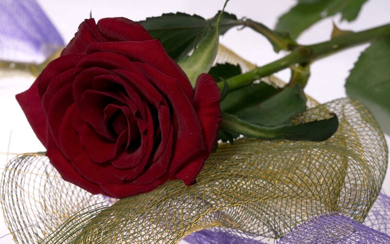 Red rose with mesh ribbon