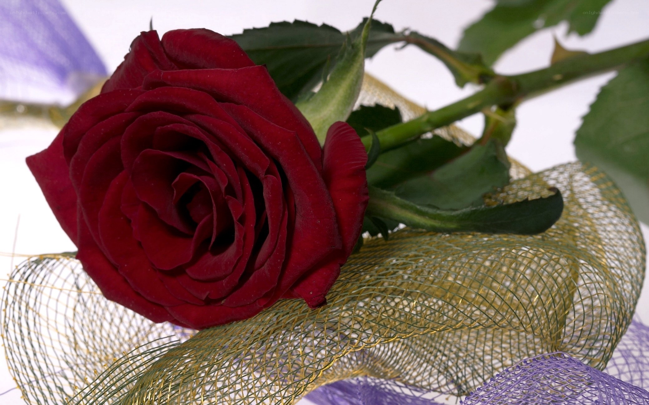Red rose with mesh ribbon