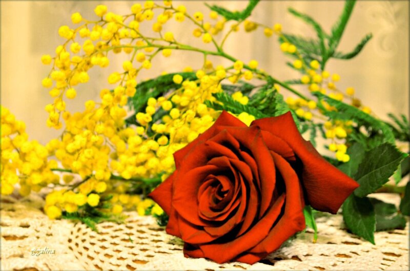 Red Rose with Mimosa