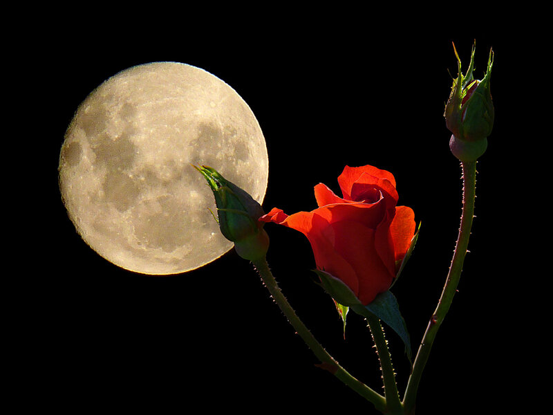 Red Rose with Moon
