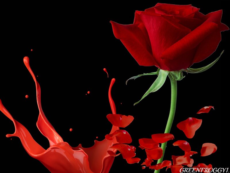 Red Rose with Paint Splash — Dramatic