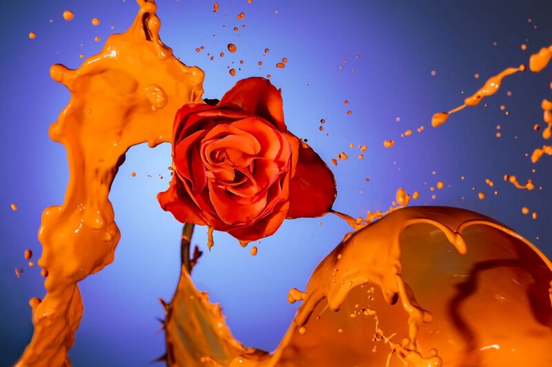 Red Rose with Paint Splash