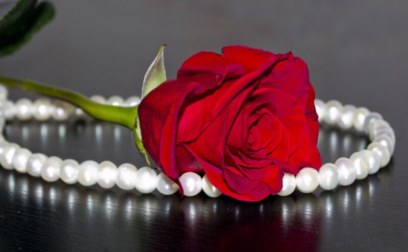 Red Rose with Pearl Necklace — Dramatic