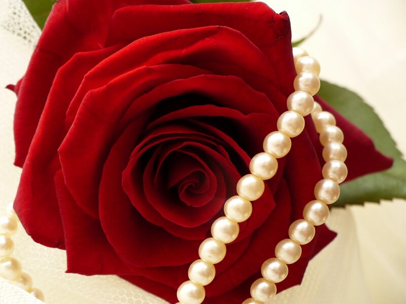 Red rose with pearl necklace