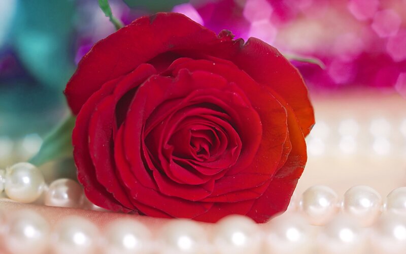 Red Rose with Pearls — Romantic, Photograph, Green Leaf