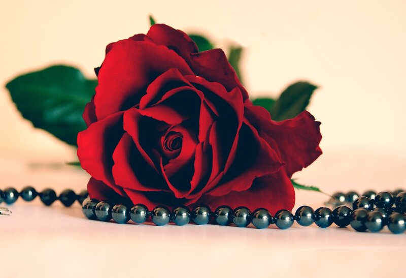 Red Rose with Pearls — Romantic, Photograph, Leaves
