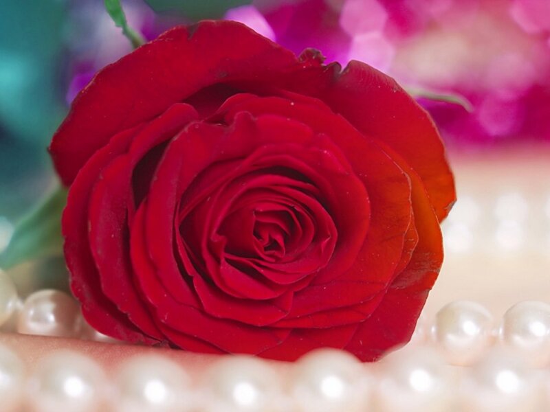 Red Rose with Pearls — Romantic, Photograph