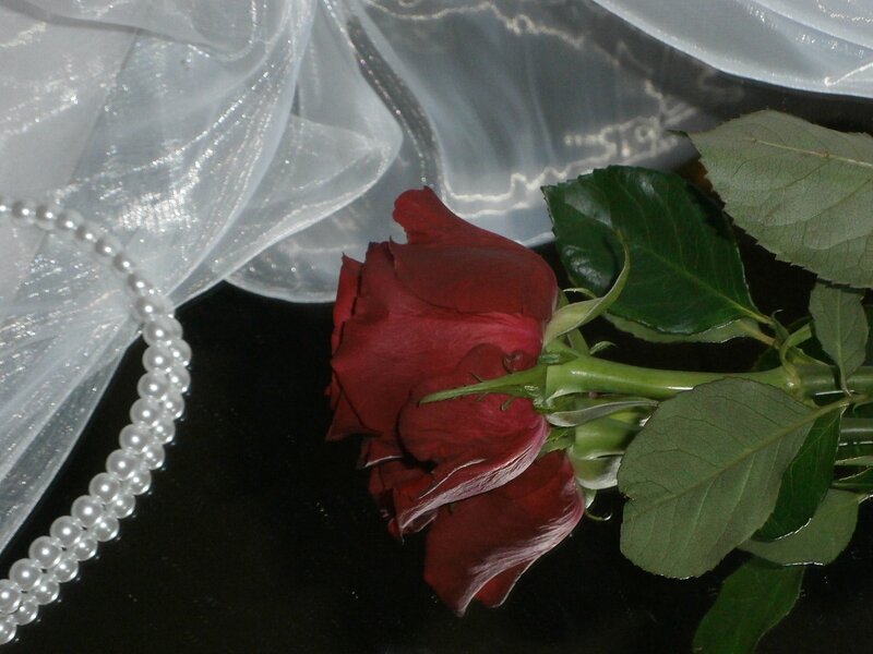 Red Rose with Pearls — Romantic, Photograph, Veil