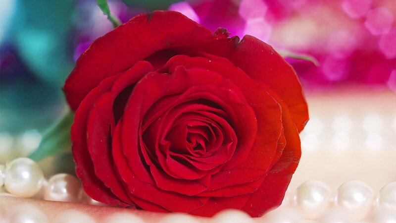 Red Rose with Pearls — Romantic
