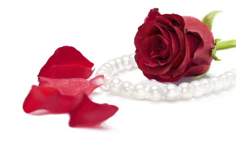 Red Rose with Pearls — Serene