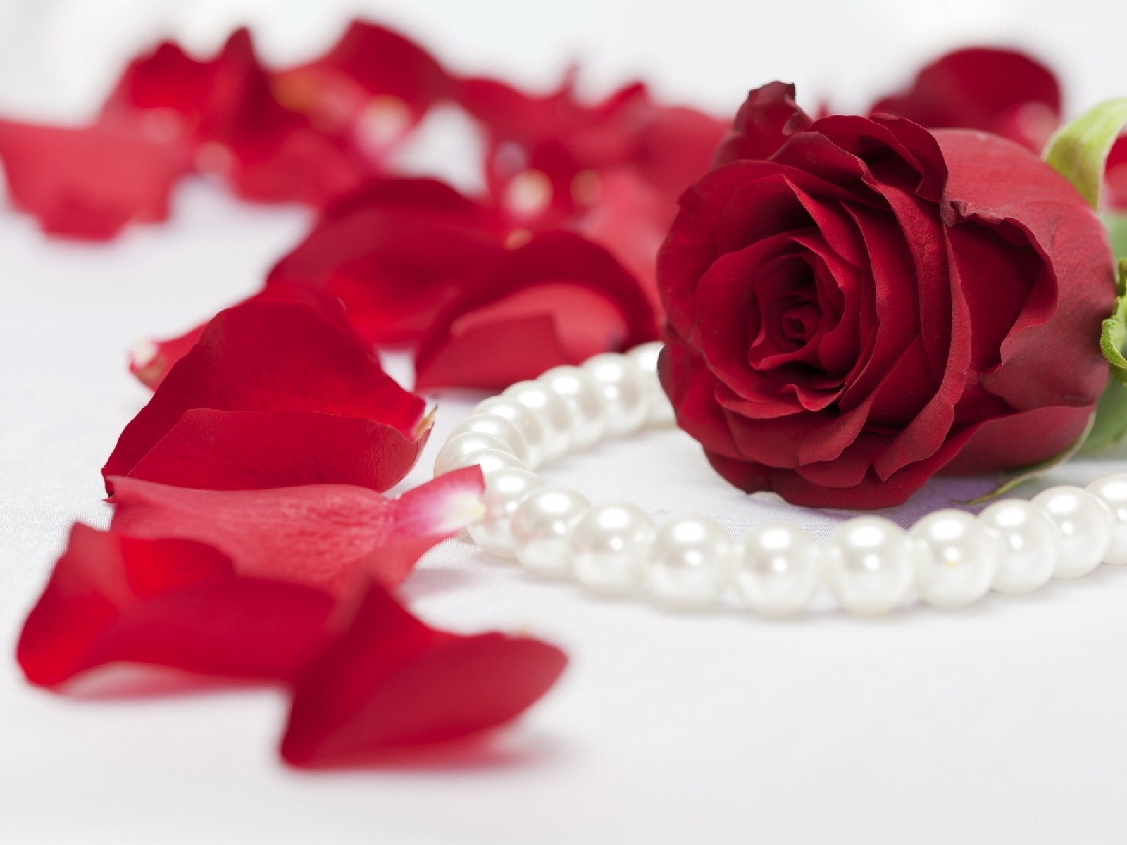 Red rose with pearls