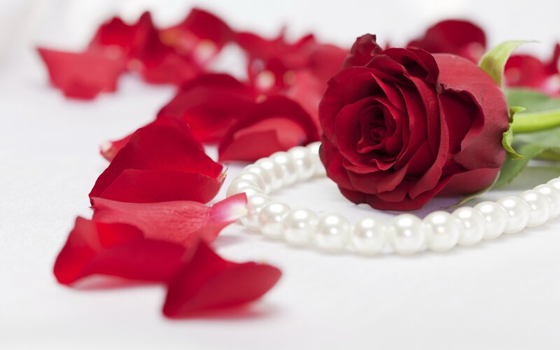 red rose with petals and pearls