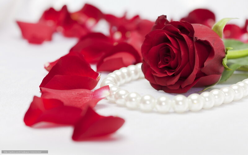 red rose with petals and pearls