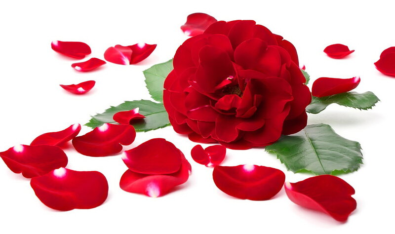 Red Rose with Petals — Calm, Photograph, Leaves