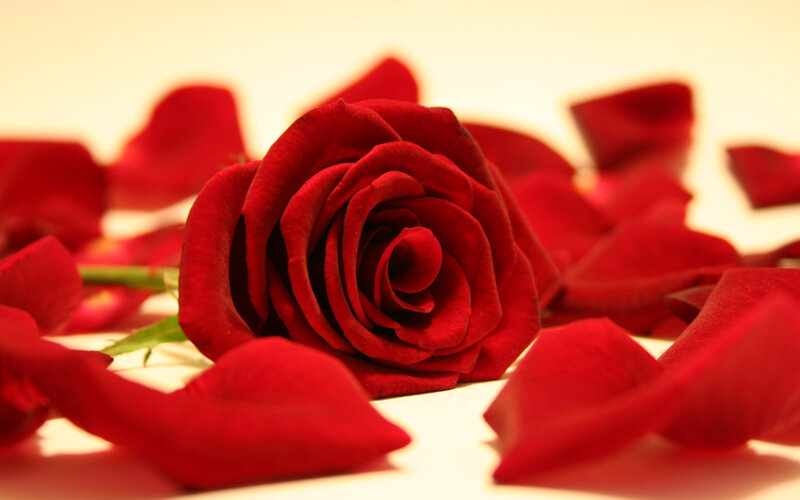 Red Rose with Petals — Calm, Photograph