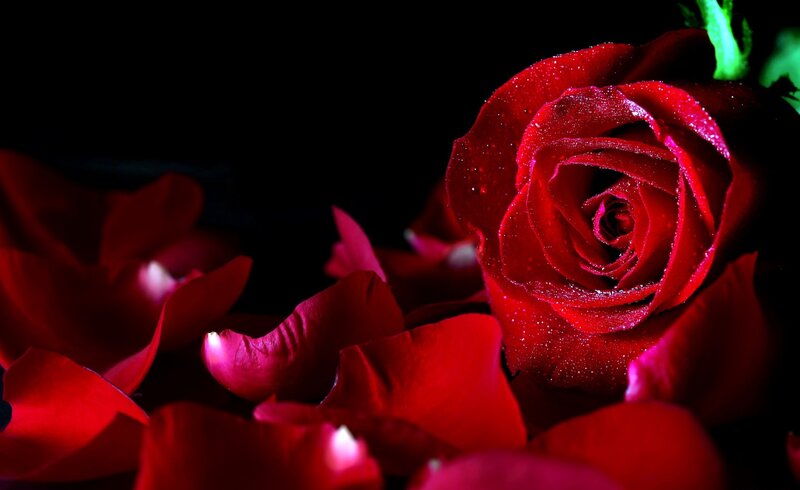 Red Rose with Petals — Dramatic, Night