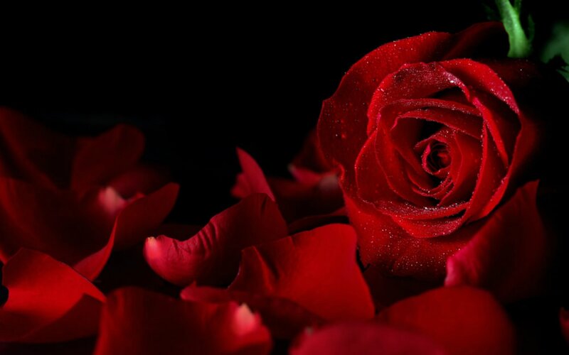 Red Rose with Petals — Dramatic, Photograph, Droplets