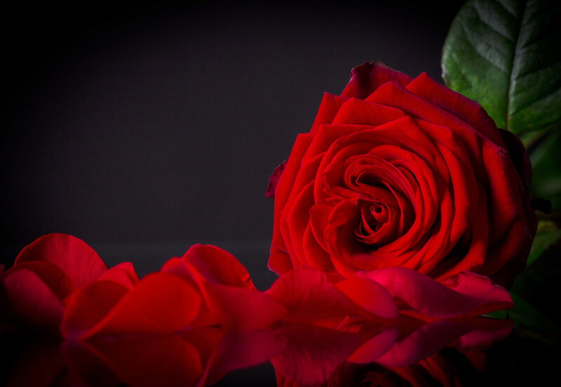 Red Rose with Petals — Dramatic, Photograph, Leaf