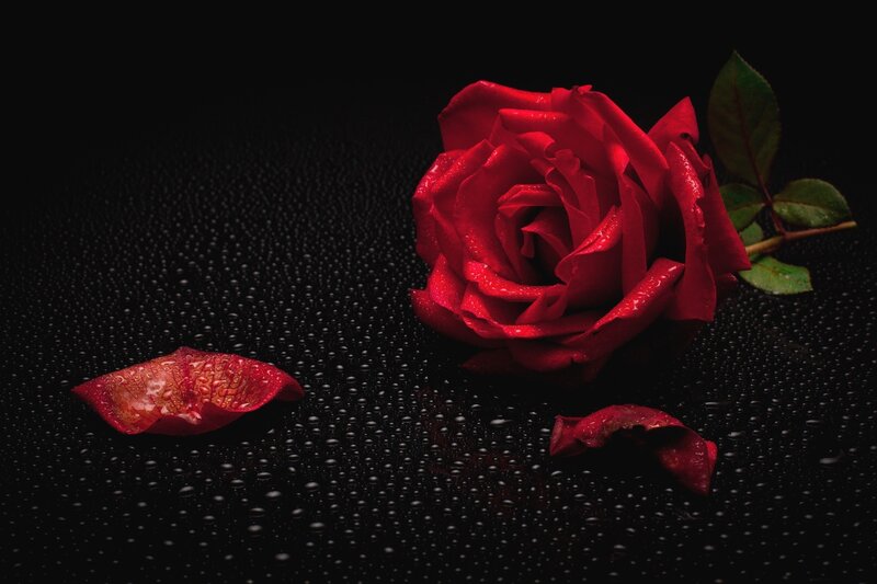 Red Rose with Petals — Dramatic, Photograph, Leaves