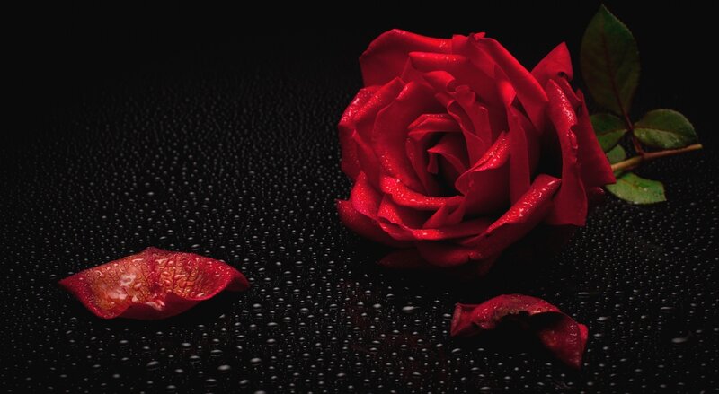 Red Rose with Petals — Dramatic, Photograph