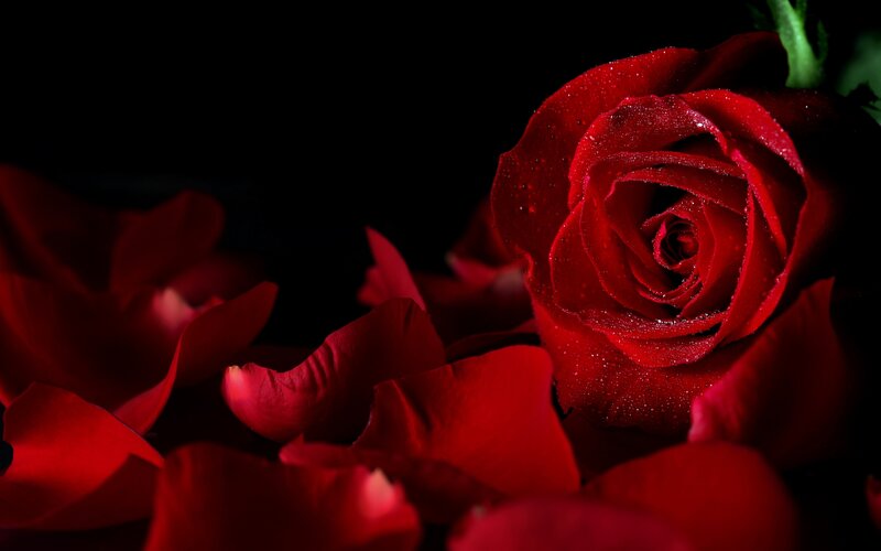 Red Rose with Petals — Dramatic, Photograph, Water Droplets, Stem