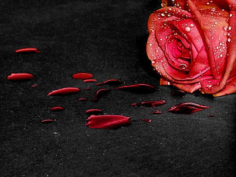 Red Rose with Petals — Dramatic