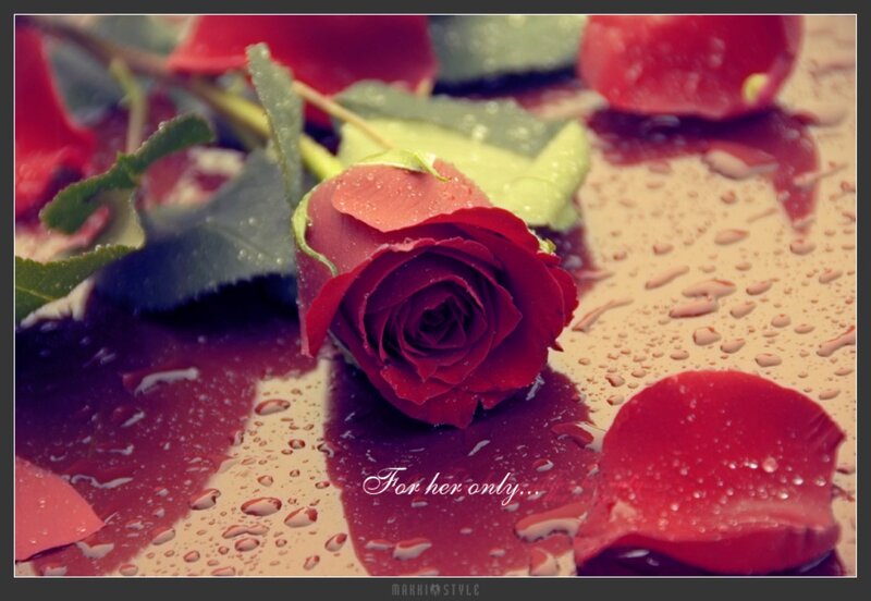 Red Rose with Petals — Romantic, Photograph, Leaves