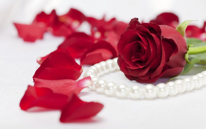 Red Rose with Petals — Romantic