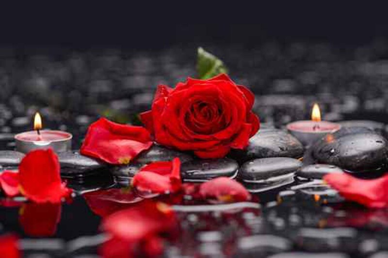 Red Rose with Petals — Serene, Night