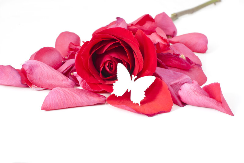 Red Rose with Petals — Serene, Photograph, Butterfly